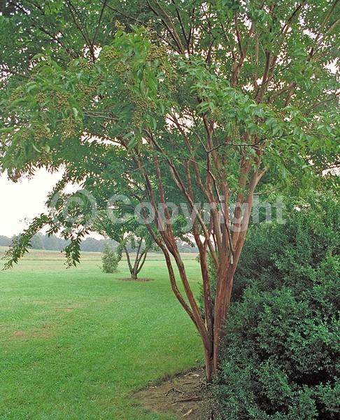 White blooms; Deciduous; Broadleaf
