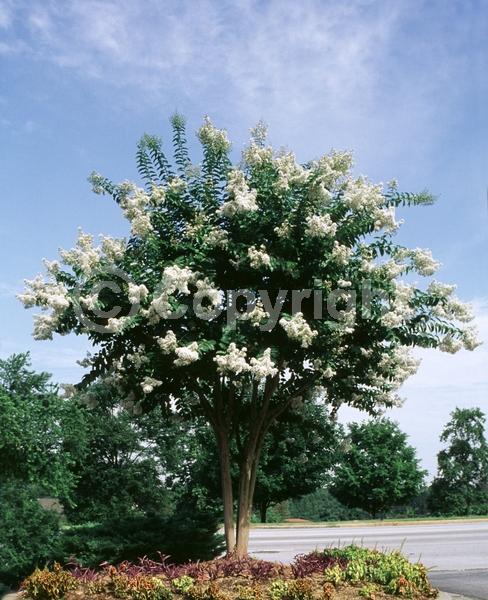 White blooms; Deciduous; Broadleaf