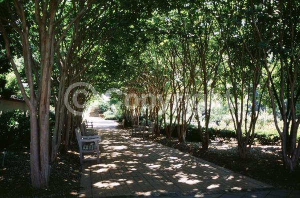 White blooms; Deciduous; Broadleaf