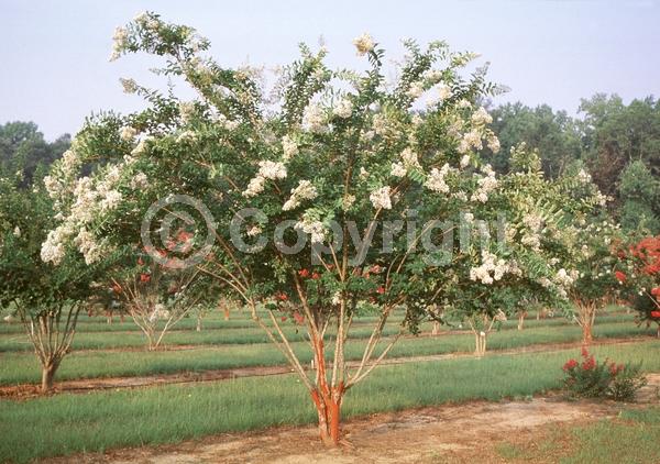 White blooms; Deciduous; Broadleaf