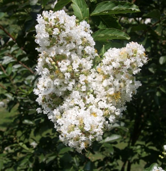 White blooms; Deciduous; Broadleaf