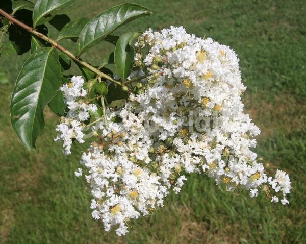 White blooms; Deciduous; Broadleaf