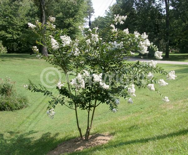 White blooms; Deciduous; Broadleaf
