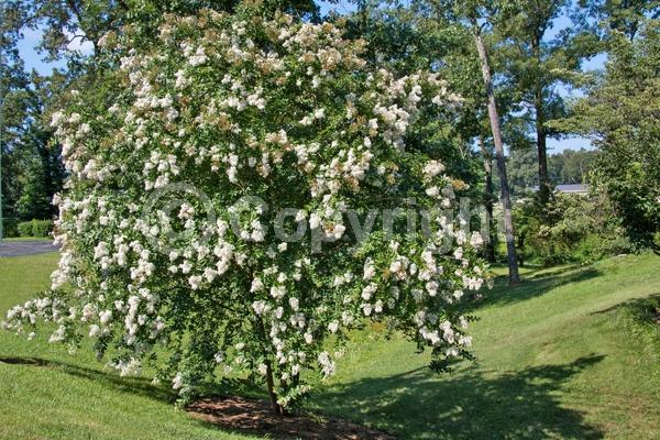 White blooms; Deciduous; Broadleaf