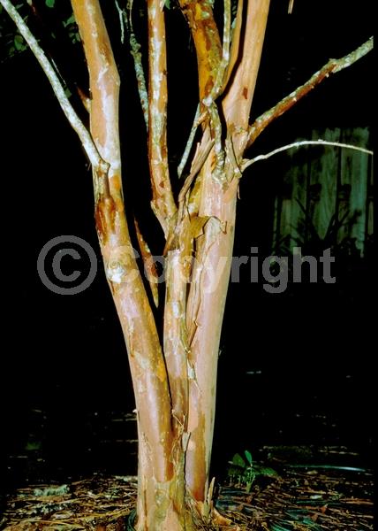 White blooms; Deciduous; Broadleaf
