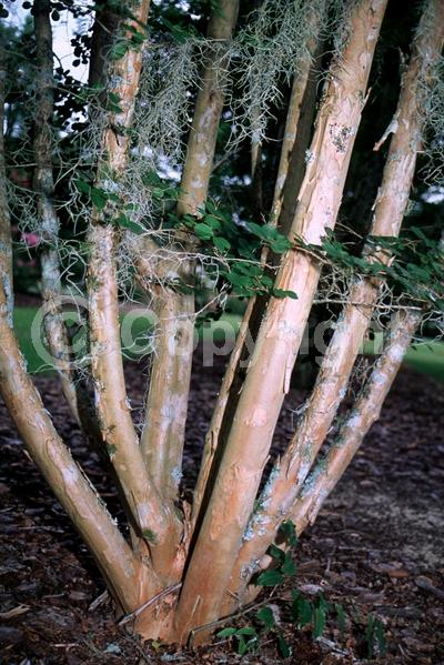 Pink blooms; Deciduous; Broadleaf