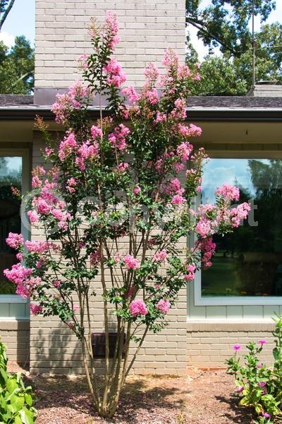 Pink blooms; Deciduous; Broadleaf