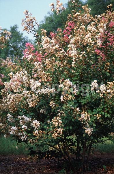 White blooms; Deciduous; Broadleaf