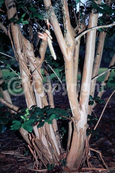 Red blooms; Deciduous; Broadleaf
