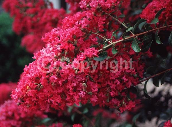 Red blooms; Deciduous; Broadleaf
