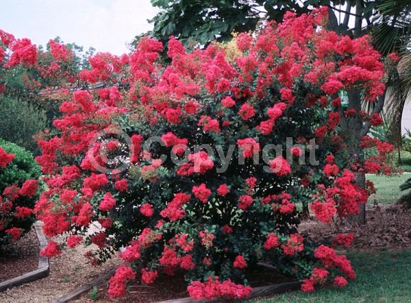 Red blooms; Deciduous; Broadleaf