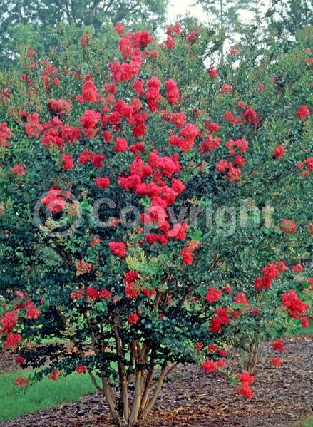 Red blooms; Deciduous; Broadleaf