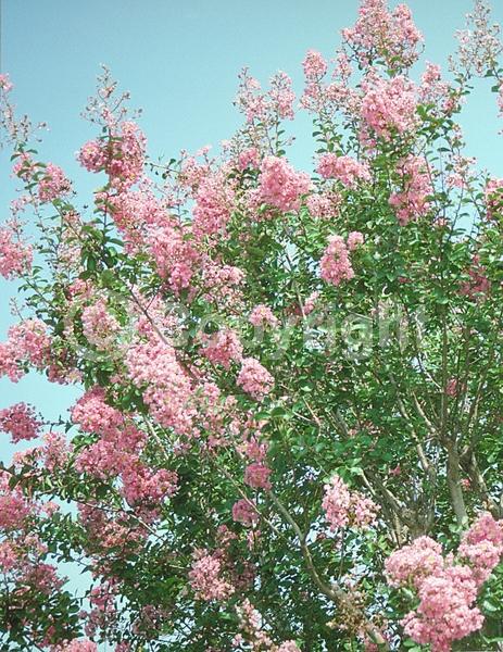 Pink blooms; Deciduous; Broadleaf