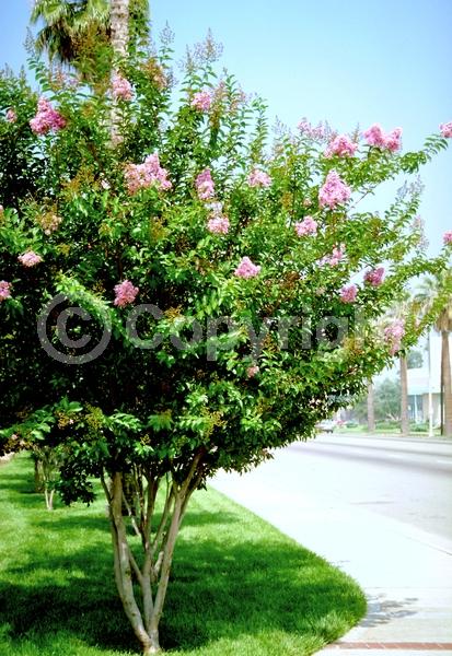 Pink blooms; Deciduous; Broadleaf