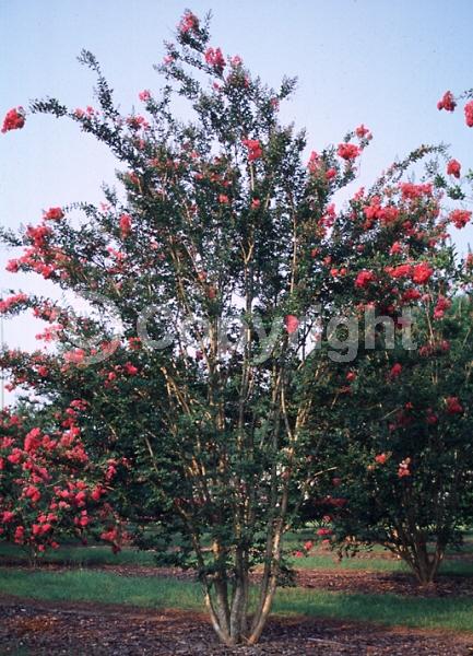 Pink blooms; Deciduous; Broadleaf