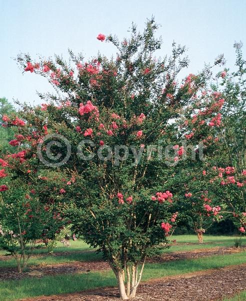 Pink blooms; Deciduous; Broadleaf