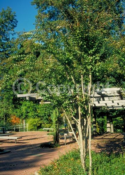 Pink blooms; Deciduous; Broadleaf