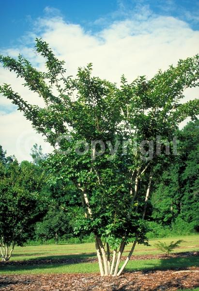 Pink blooms; Deciduous; Broadleaf
