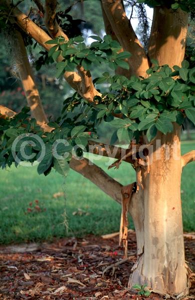 Pink blooms; Deciduous; Broadleaf