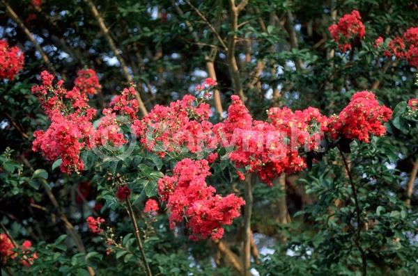 Pink blooms; Deciduous; Broadleaf