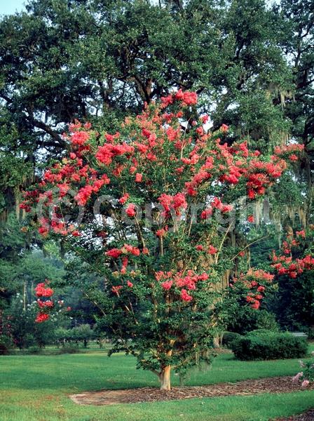 Pink blooms; Deciduous; Broadleaf