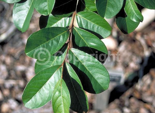 Pink blooms; Deciduous; Broadleaf