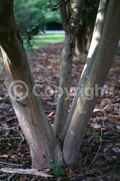 Lavender blooms; Deciduous
