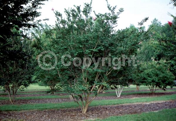 Lavender blooms; Deciduous