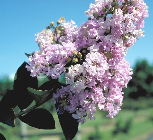 Lavender blooms; Deciduous