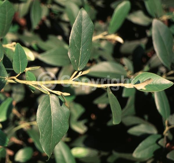 Pink blooms; Evergreen