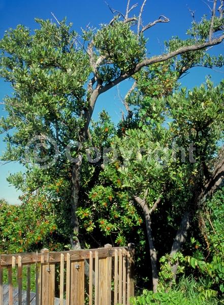 White blooms; Green blooms; Evergreen; Needles or needle-like leaf; North American Native