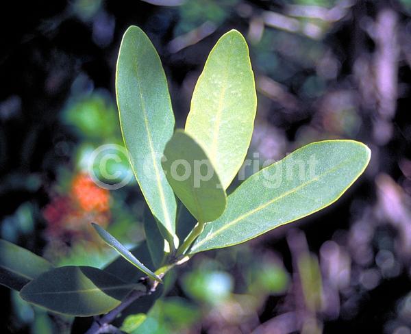 White blooms; Green blooms; Evergreen; Needles or needle-like leaf; North American Native