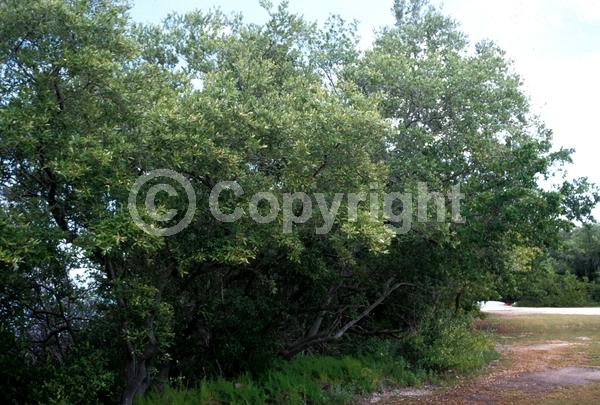 White blooms; Green blooms; Evergreen; Needles or needle-like leaf; North American Native