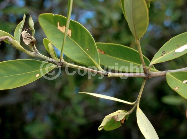 White blooms; Green blooms; Evergreen; Needles or needle-like leaf; North American Native