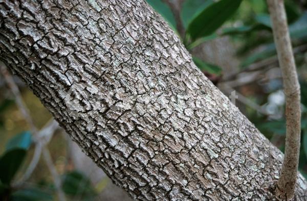 White blooms; Green blooms; Evergreen; Needles or needle-like leaf; North American Native