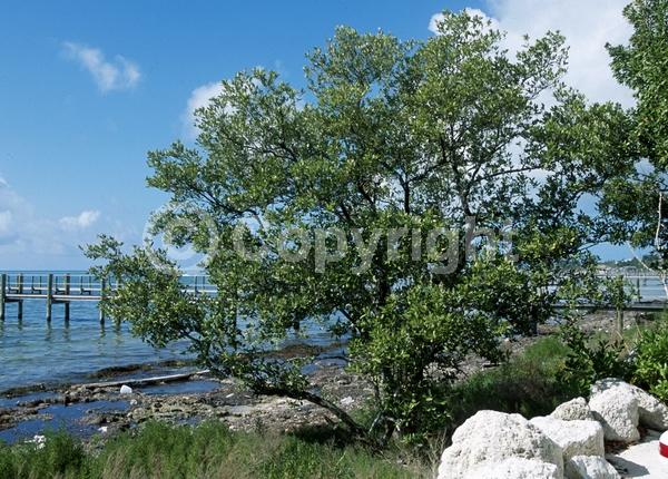 White blooms; Green blooms; Evergreen; Needles or needle-like leaf; North American Native