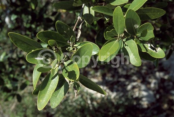 White blooms; Green blooms; Evergreen; Needles or needle-like leaf; North American Native