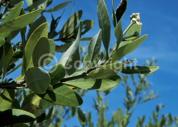White blooms; Green blooms; Evergreen; Needles or needle-like leaf; North American Native