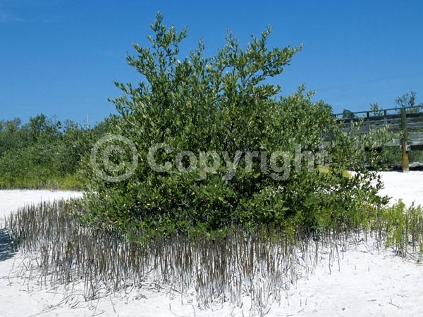 White blooms; Green blooms; Evergreen; Needles or needle-like leaf; North American Native