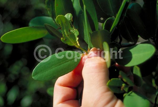 White blooms; Green blooms; Evergreen; Needles or needle-like leaf; North American Native