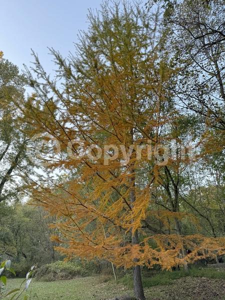 Red blooms; Yellow blooms; Deciduous; Needles or needle-like leaf