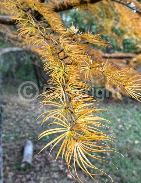 Red blooms; Yellow blooms; Deciduous; Needles or needle-like leaf