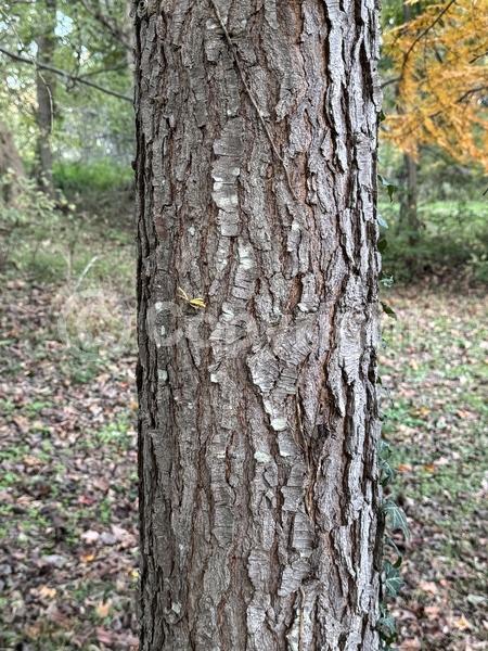 Red blooms; Yellow blooms; Deciduous; Needles or needle-like leaf