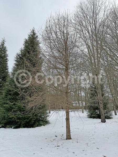 Deciduous; Needles or needle-like leaf; North American Native