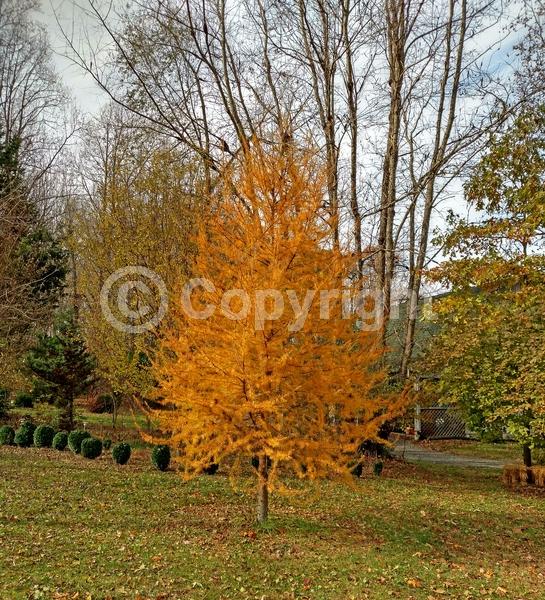 Deciduous; Needles or needle-like leaf; North American Native