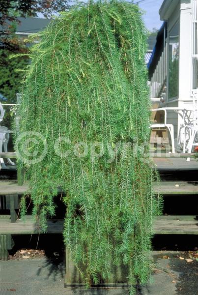 Red blooms; Yellow blooms; Deciduous; Needles or needle-like leaf