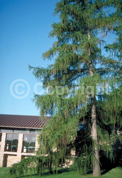 Red blooms; Yellow blooms; Deciduous; Needles or needle-like leaf