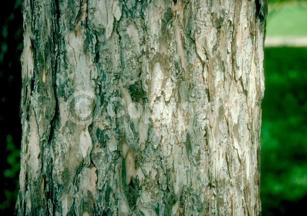 Red blooms; Yellow blooms; Deciduous; Needles or needle-like leaf