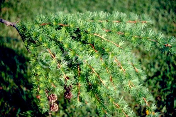 Red blooms; Yellow blooms; Deciduous; Needles or needle-like leaf