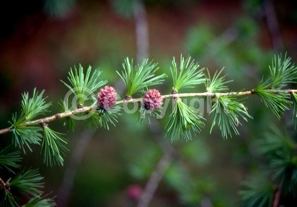 Red blooms; Yellow blooms; Deciduous; Needles or needle-like leaf